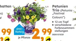 Globus Baumarkt Petunien trio Angebot