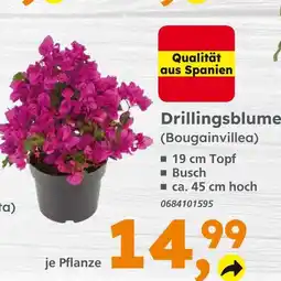 Globus Baumarkt Drillingsblume (bougainvillea) Angebot