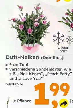 Globus Baumarkt Duft-nelken pink kisses Angebot