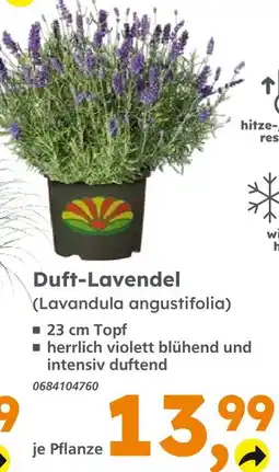 Globus Baumarkt Duft-lavendel Angebot