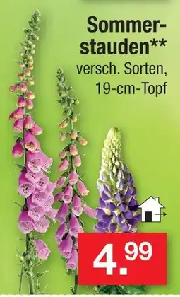 Zimmermann Sommerstauden Angebot