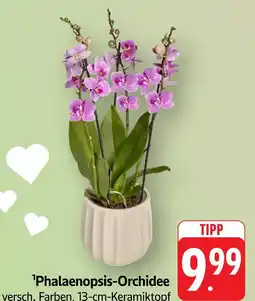 Edeka Phalaenopsis-orchidee Angebot