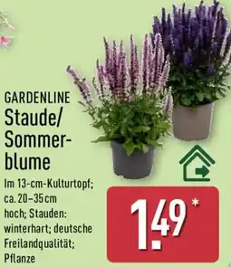 Aldi Nord GARDENLINE Staude/ Sommerblume Angebot