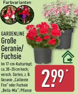 Aldi Nord GARDENLINE Große Geranie/ Fuchsie Angebot