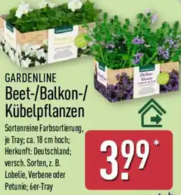 Aldi Nord GARDENLINE Beet-/Balkon-/ Kübelpflanzen Angebot