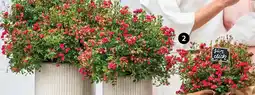 Dehner Rose 'lilly rose Angebot
