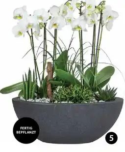 Dehner Orchideen arrangement Angebot