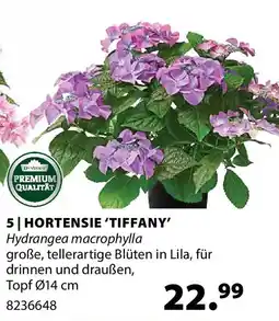 Dehner Hortensie 'tiffany' Angebot