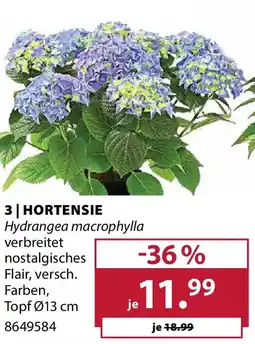 Dehner Hortensie Angebot