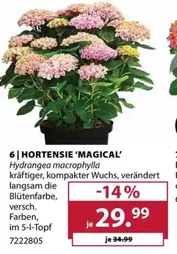 Dehner Hortensie 'magical' Angebot