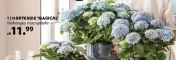Dehner Hortensie 'magical' Angebot
