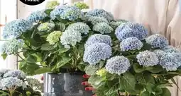 Dehner Hortensie 'magical' topf Ø14 cm Angebot