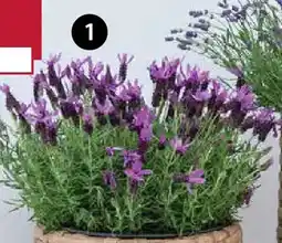 Dehner Schopf-lavendel Ø18 cm Angebot