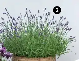 Dehner Lavendel Angebot