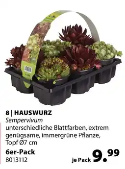 Dehner Hauswurz Angebot