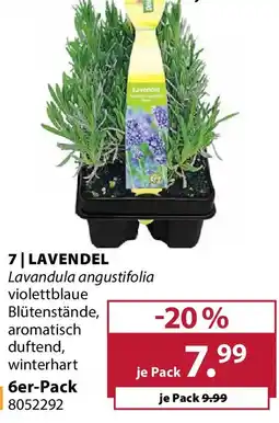 Dehner Lavendel Angebot
