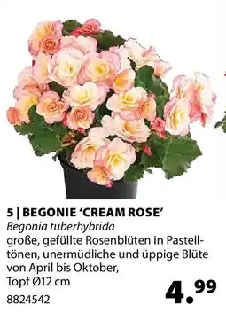 Dehner Begonie 'cream rose' Angebot
