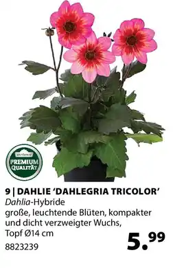 Dehner Dahlie 'dahlegria tricolor' Angebot