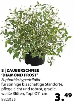 Dehner Zauberschnee 'diamond frost' Angebot