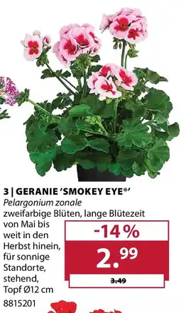 Dehner Geranie 'smokey eye' Angebot