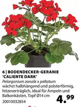 Dehner Bodendecker geranie 'caliente dark' Angebot