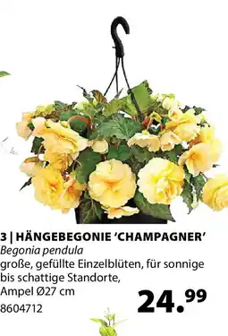 Dehner Hängebegonie 'champagner' Angebot