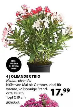 Dehner Oleander trio Angebot