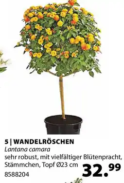 Dehner Wandelröschen Angebot