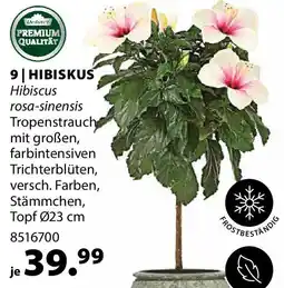 Dehner Hibiskus Angebot