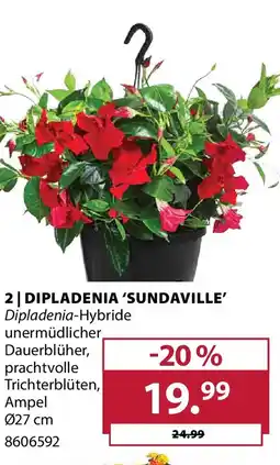 Dehner Dipladenia 'sundaville' Angebot
