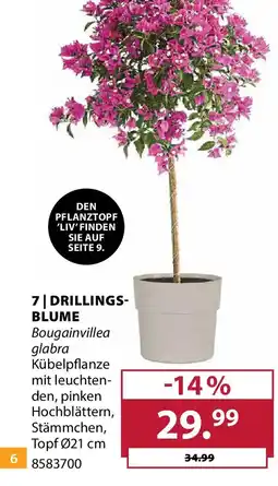 Dehner Drillingsblume Angebot
