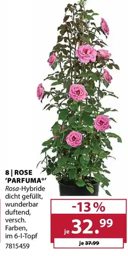 Dehner Rose 'parfuma Angebot