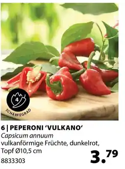 Dehner Peperoni 'vulkano' Angebot