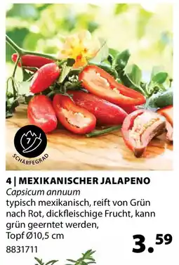 Dehner Mexikanischer jalapeno Angebot