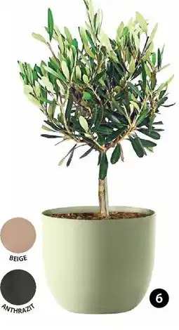 Dehner Pflanztopf 'rio' Angebot