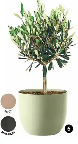 Dehner Pflanztopf 'rio' Angebot