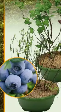 Hornbach FloraSelf Beerensträucher Heidelbeeren Angebot