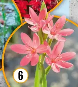 Hornbach FloraSelf Sumpfgladiole Angebot