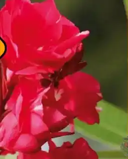 Hornbach Oleander Angebot