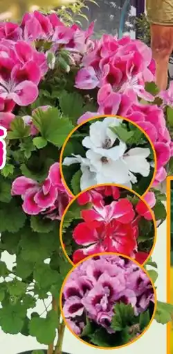 Hornbach FloraSelf Edelgeranie Angebot
