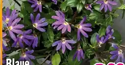 Hornbach FloraSelf Blaue Fächerblume Angebot