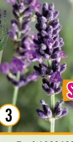 Hornbach FloraSelf Lavendel Angebot