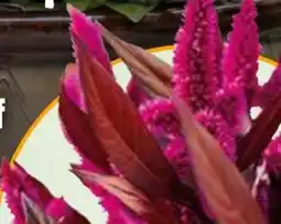 Hornbach FloraSelf Federbusch Celosia Angebot