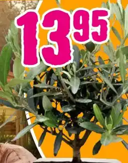 Hornbach FloraSelf Oliven- Olivenbäumchen Angebot