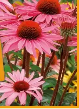 Hornbach FloraSelf Staudenerde Angebot