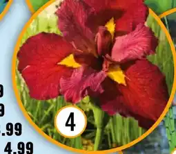 Hornbach FloraSelf Rote Wasseriris Angebot