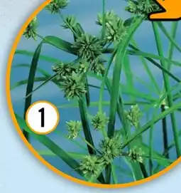 Hornbach FloraSelf Zyperngras Angebot