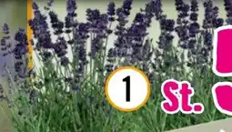 Hornbach FloraSelf Rosa Lavendel Felice Angebot