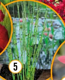 Hornbach FloraSelf Japanischer Schachtelhalm Angebot
