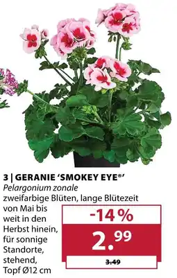 Dehner Geranie 'smokey eye' Angebot